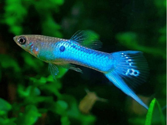 Аквариумная рыбка Гуппи Эндлера синий неон (Blue Neon Endler Guppy) (1428 Акварыбки Ферма)