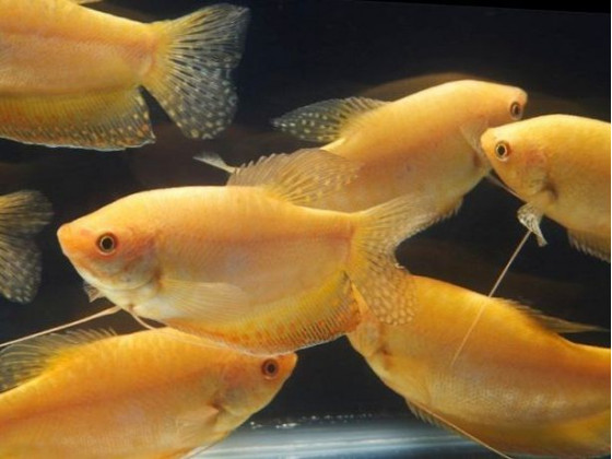 Аквариумная рыбка Золотой гурами (1430 Акварыбки Ферма)