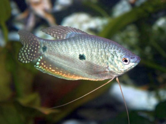 Рибка Гурами двоточковий Trichogaster trichopterus