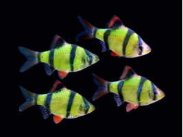 Барбус Glo Fish  суматранский зеленый