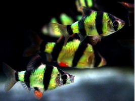 Барбус Glo Fish  суматранский зеленый аквариумная рыбка