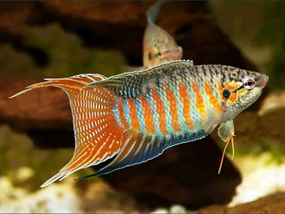 Макропод (лат. Macropodus opercularis, англ – Paradise fish)