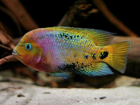 Цихлазома радужная или вьеха меланура (лат. Vieja melanura, англ Redhead cichlid, Cichlasoma synspilum )