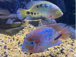 Цихлазома радужная или вьеха меланура (лат. Vieja melanura, англ Redhead cichlid, Cichlasoma synspilum )