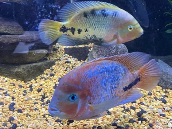 Цихлазома радужная или вьеха меланура (лат. Vieja melanura, англ Redhead cichlid, Cichlasoma synspilum )