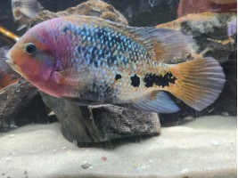 Цихлазома радужная или вьеха меланура (лат. Vieja melanura, англ Redhead cichlid, Cichlasoma synspilum )