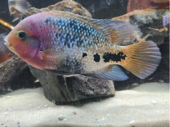 Цихлазома радужная или вьеха меланура (лат. Vieja melanura, англ Redhead cichlid, Cichlasoma synspilum )