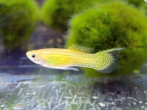 Гуппи Эндлера желтая (золотая) кобра