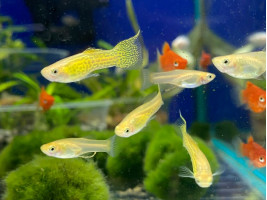 Гуппи Эндлера желтая (золотая) кобра
