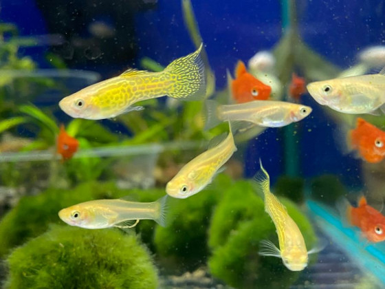 Гуппи Эндлера желтая (золотая) кобра