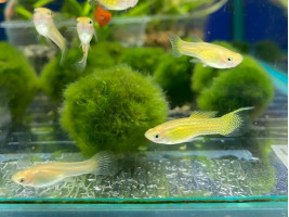 Гуппи Эндлера желтая (золотая) кобра