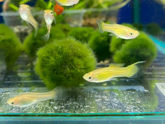 Гуппи Эндлера желтая (золотая) кобра