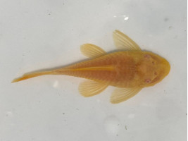 Анциструс золотой самка взрослая