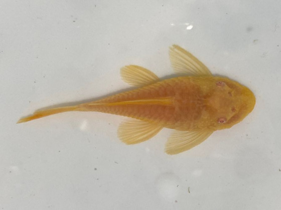 Анциструс золотий (Голд, Gold) самка доросла