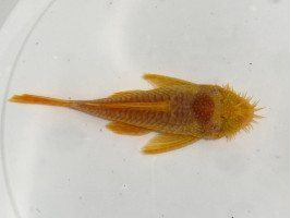 Анциструс золотой самец взрослый