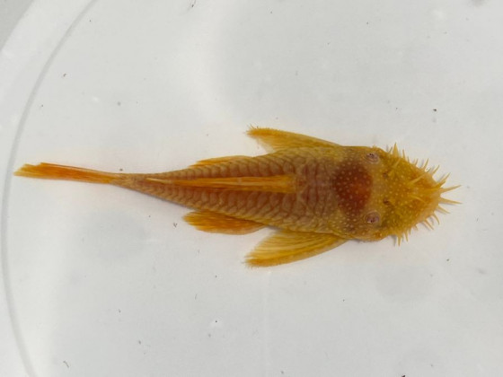 Анциструс золотий самець дорослий