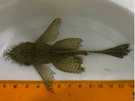 Анциструс черный вуалевуй самец взрослый