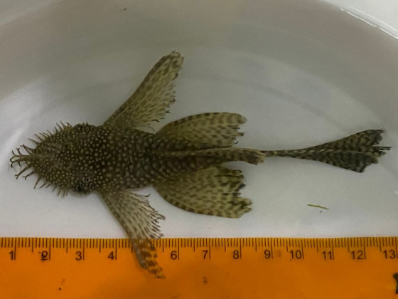 Анциструс чорний вуалєвий самець дорослий