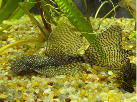 Анциструс чорний вуалєвий самець дорослий