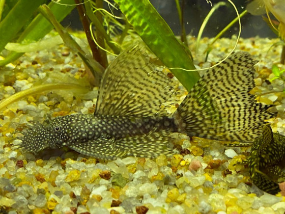 Анциструс чорний вуалєвий самець дорослий