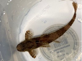 Лорикария красная взрослая