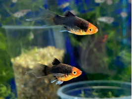 Пецилия  редиска черная вуаль