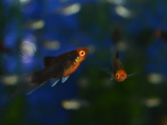 Пецилия  редиска черная вуаль