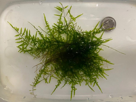 Мох яванский