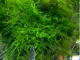 Мох яванский