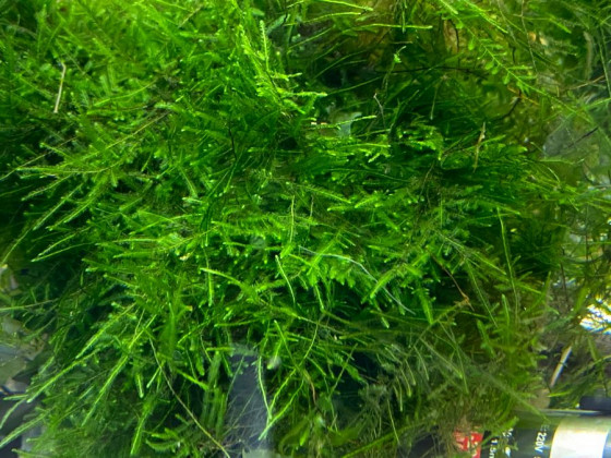 Мох яванский