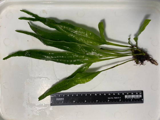 Папоротник таиландский или яванский