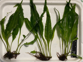 Папоротник таиландский или яванский