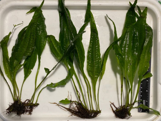 Папоротник таиландский или яванский