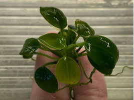 Анубиас карликовый куст