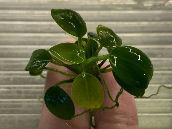 Анубиас карликовый (Анубиас Нана) куст