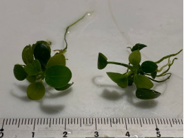 Анубиас карликовый (Анубиас Нана) куст