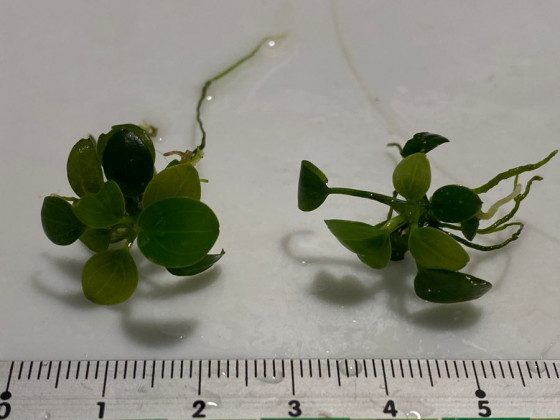 Анубиас карликовый (Анубиас Нана) куст