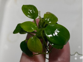 Анубиас карликовый (Анубиас Нана) куст