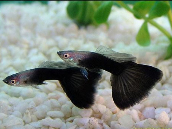 Гуппі Чорний Монах (пара)