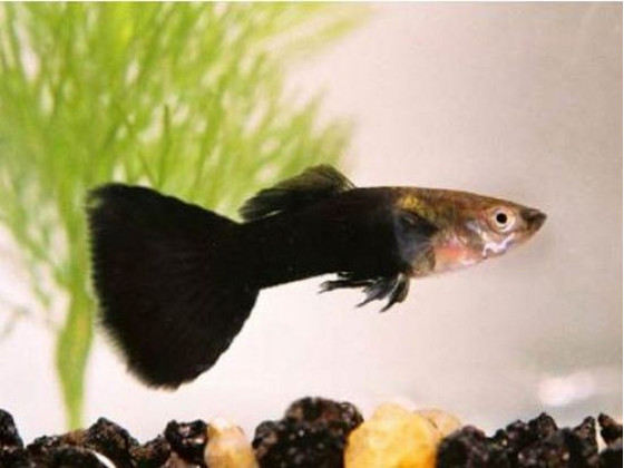Гуппі Чорний Монах (пара)