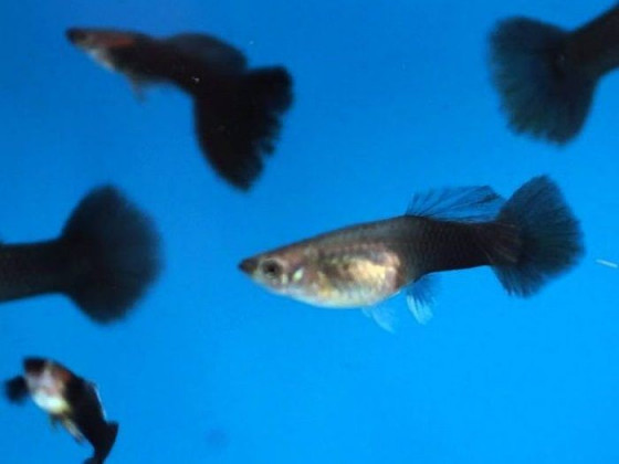 Гуппі Чорний Монах (пара)