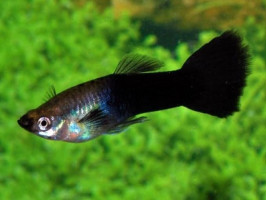 Гуппі Чорний Монах (пара)