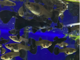 Гуппі Чорний Принц (пара)