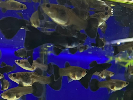 Гуппі Чорний Принц (пара)