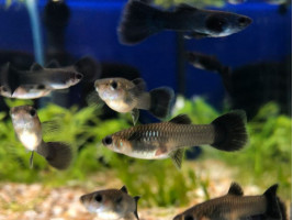 Гуппі Чорний Принц (пара)