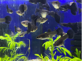 Гуппі Чорний Принц (пара)