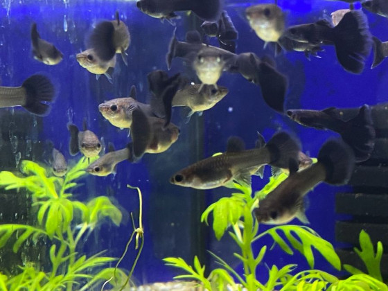 Гуппі Чорний Принц (пара)