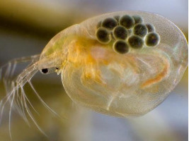 Дафния живая корм для рыб