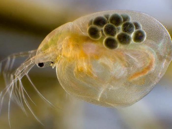 Живая культура Дафния корм для рыб (порция)