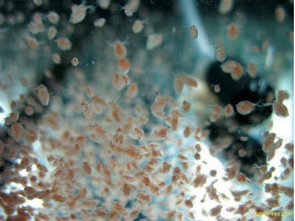 Живая культура Дафния корм для рыб (порция)